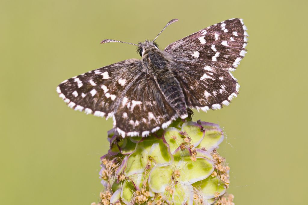 Pyrgus malvae/malvoides?  Pyrgus malvoides, femmina